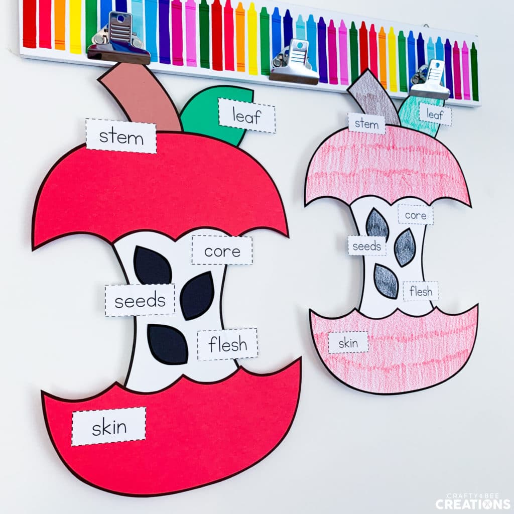 The apple labeling activity can be printed on colored cardstock or a coloring page.